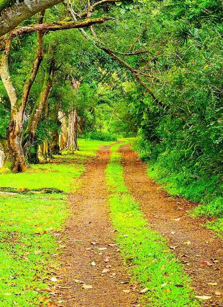 Hawaii-Kauai-gravel tree lined road
